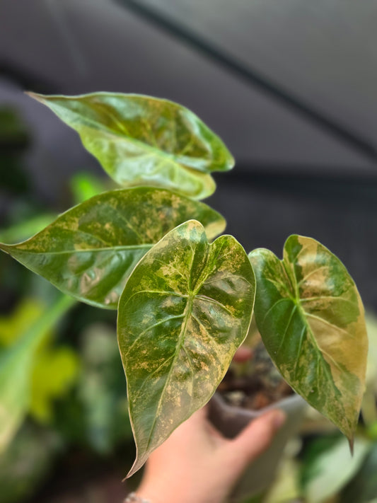 Alocasia Wentii Aurea