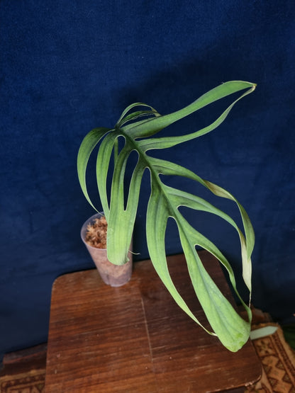Monstera Croatii
