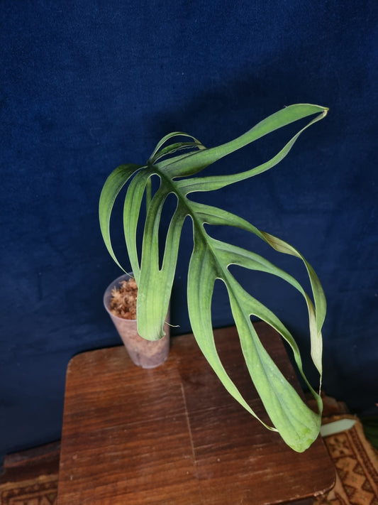 Monstera Croatii