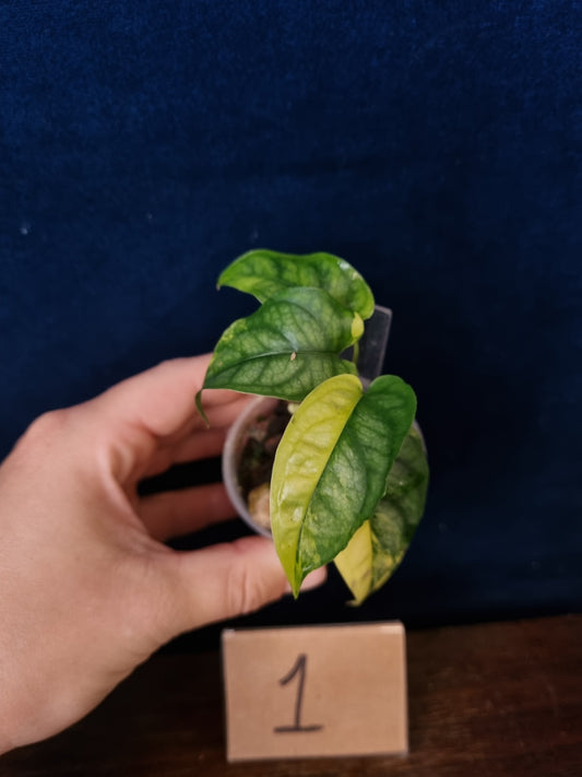 Monstera Siltepecana Aurea