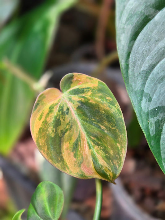 Philodendron Micans Variegata