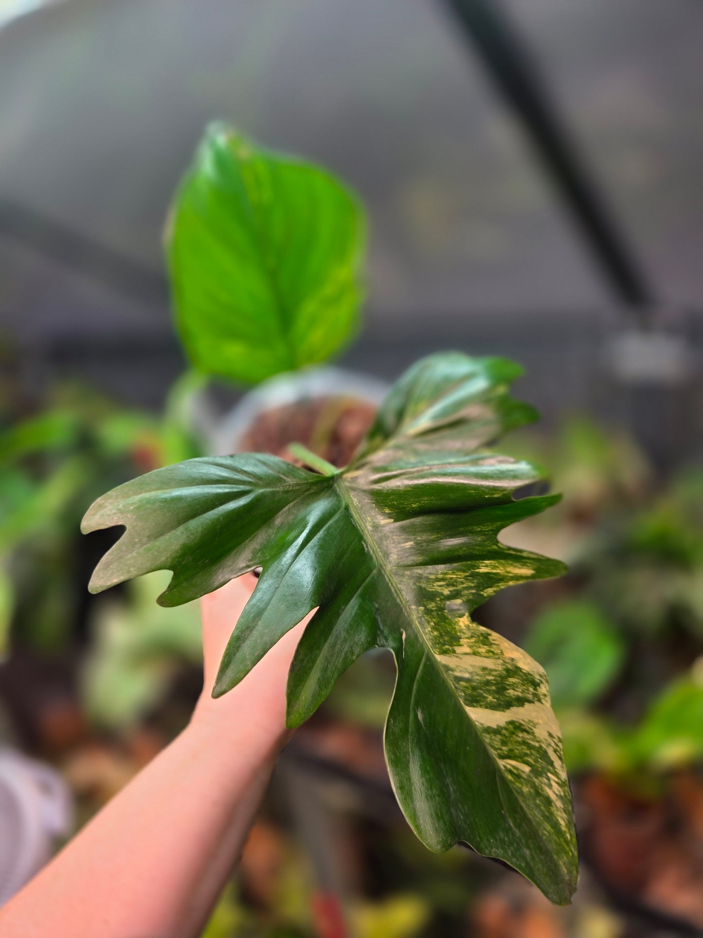 Philodendron Florida Beauty x Mayoi