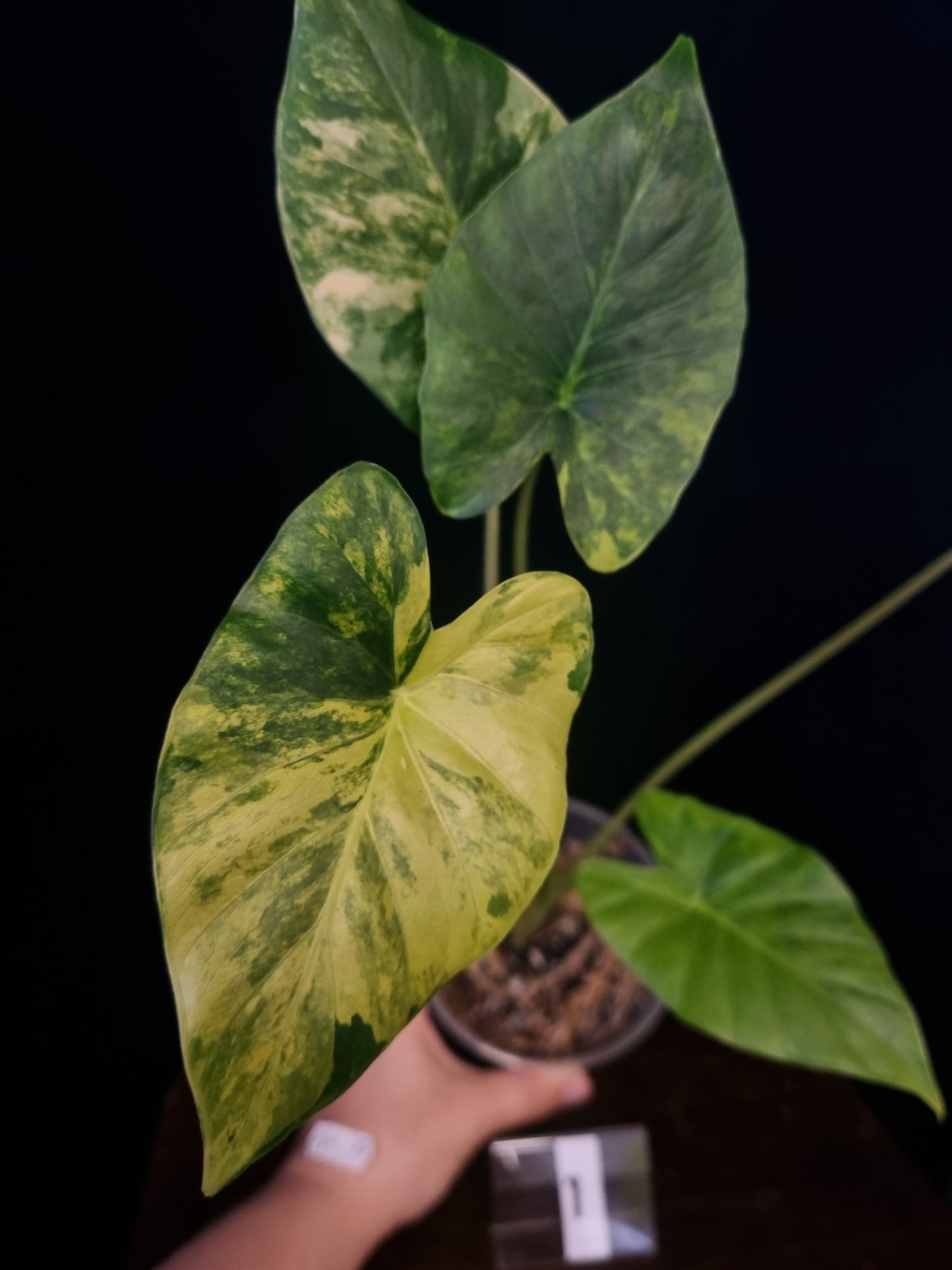 Alocasia Gageana Odora Aurea Medium