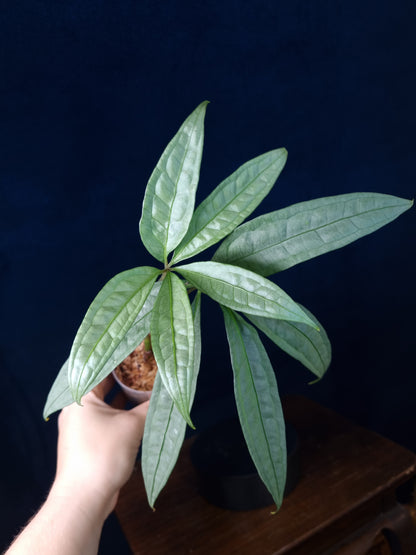 Anthurium Polyschistum x NOID
