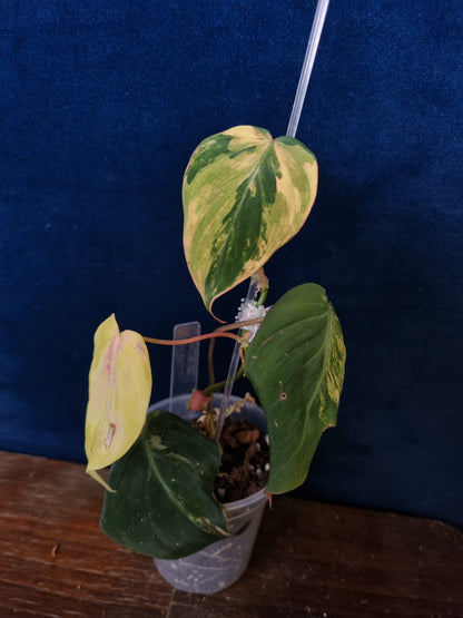 Philodendron Micans Variegata