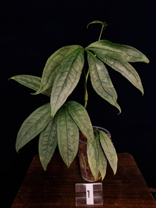 Anthurium Polyschistum x ?