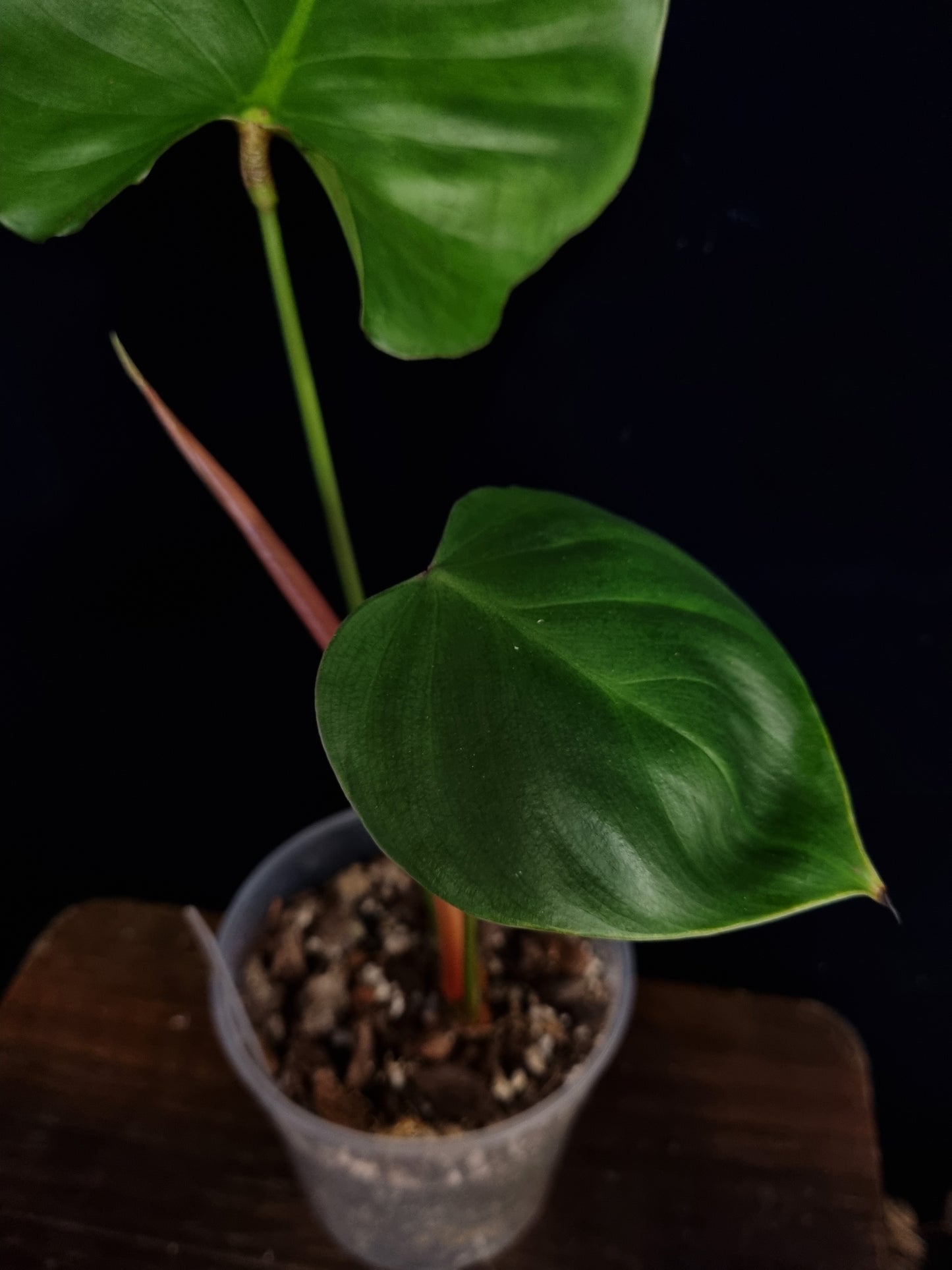 Philodendron Lynamii