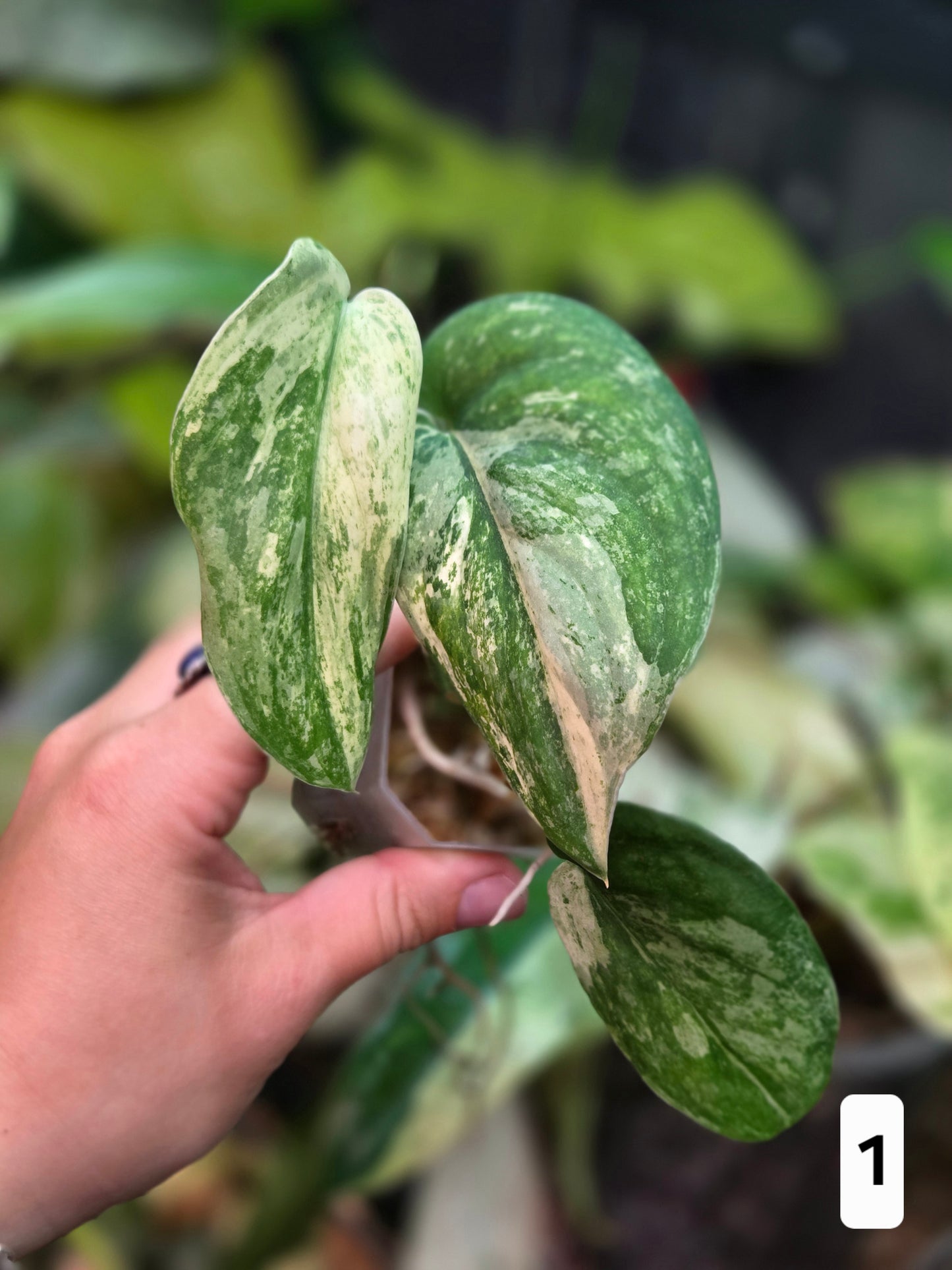 Scindapsus Halimoon (High variegation) - Medium