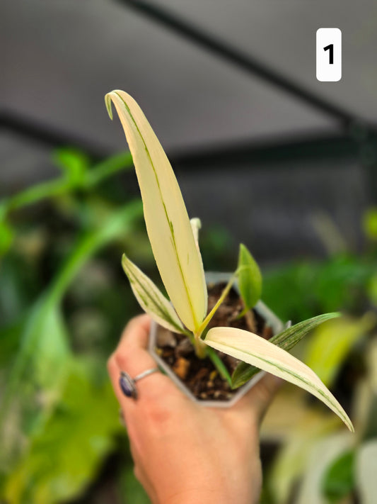Epipremnum Amplissimum Silver Stripe Albo