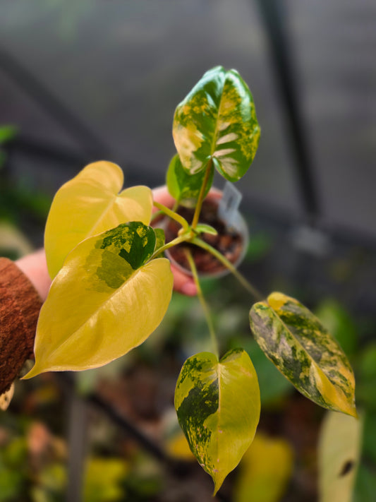 Philodendron Burle Marx Variegata
