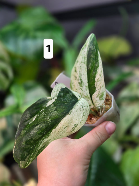 Scindapsus Halimoon - Small