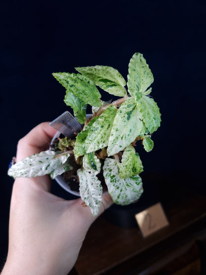 Pellonia Repens Variegata