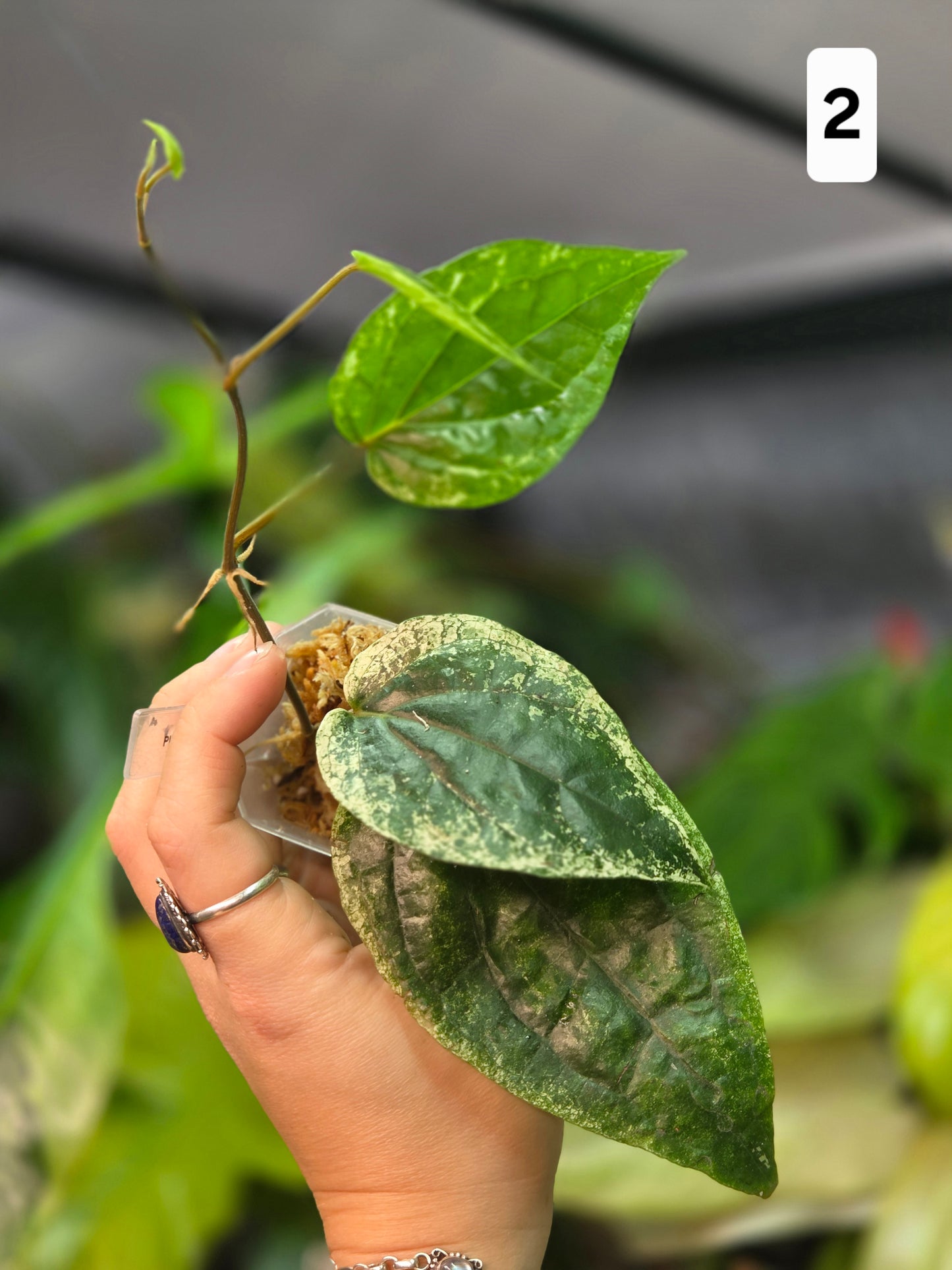 Piper Macropiper Variegata