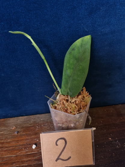 Monstera Velvet NO ID 'theplantaccount'