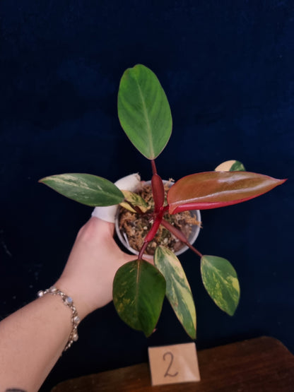 Philodendron Strawberry Shake