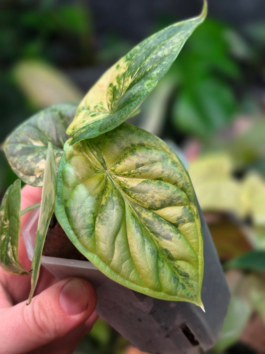 Alocasia Silver Dragon Aurea