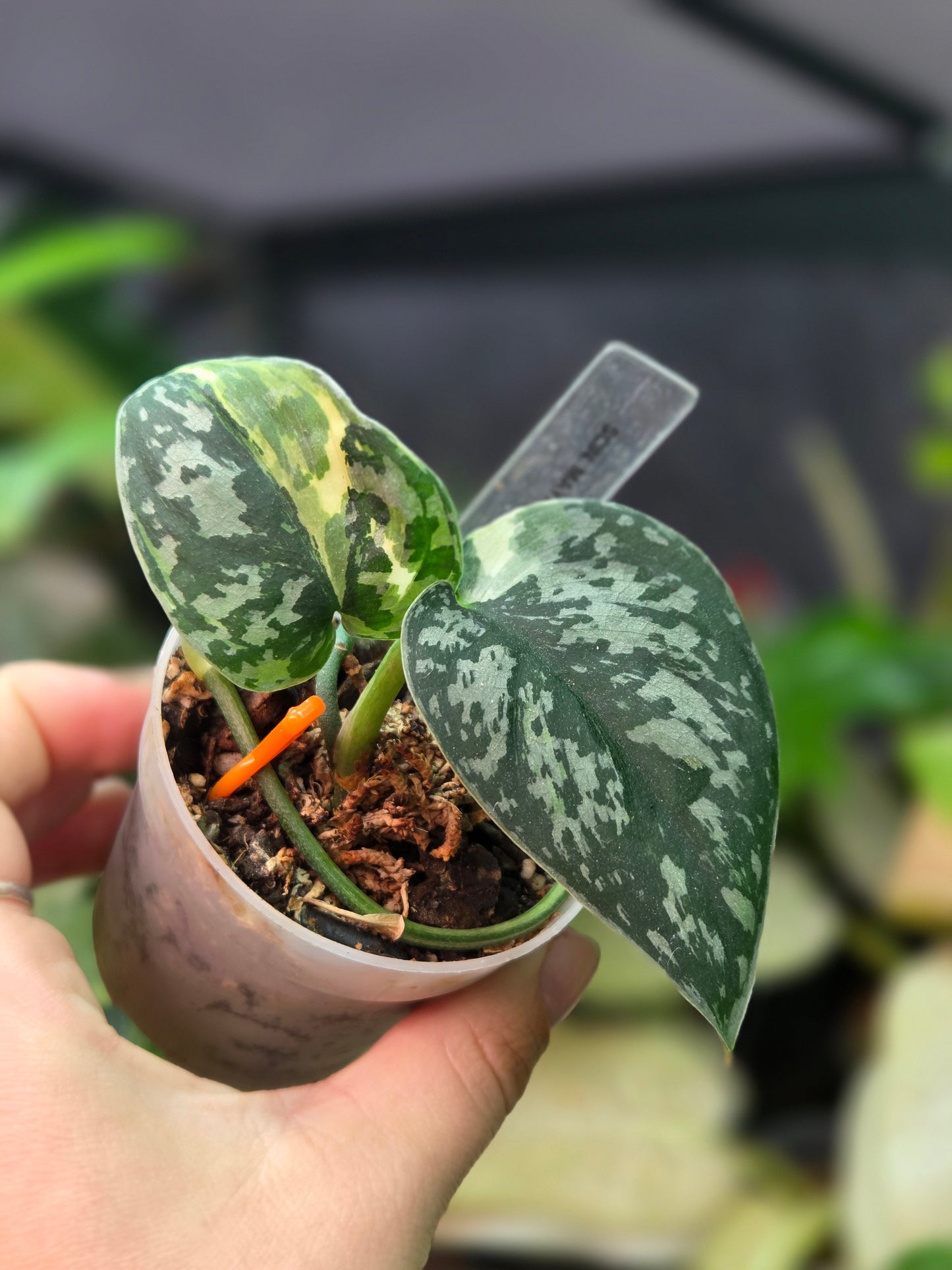 Scindapsus Mayari