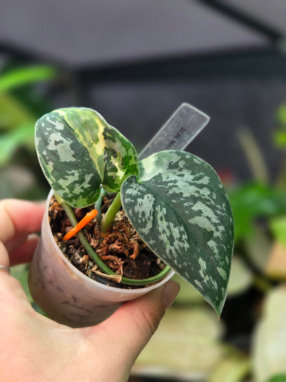Scindapsus Mayari