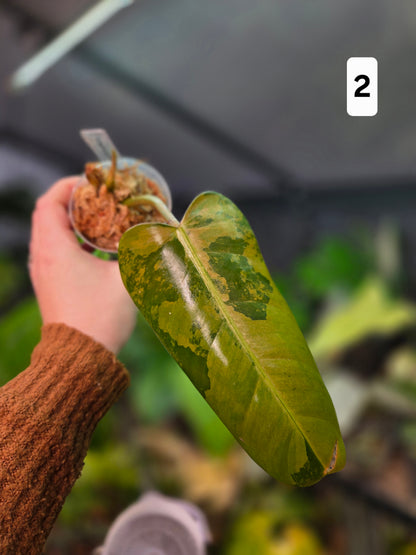 Philodendron Whipple Way Marble/Mint Medium