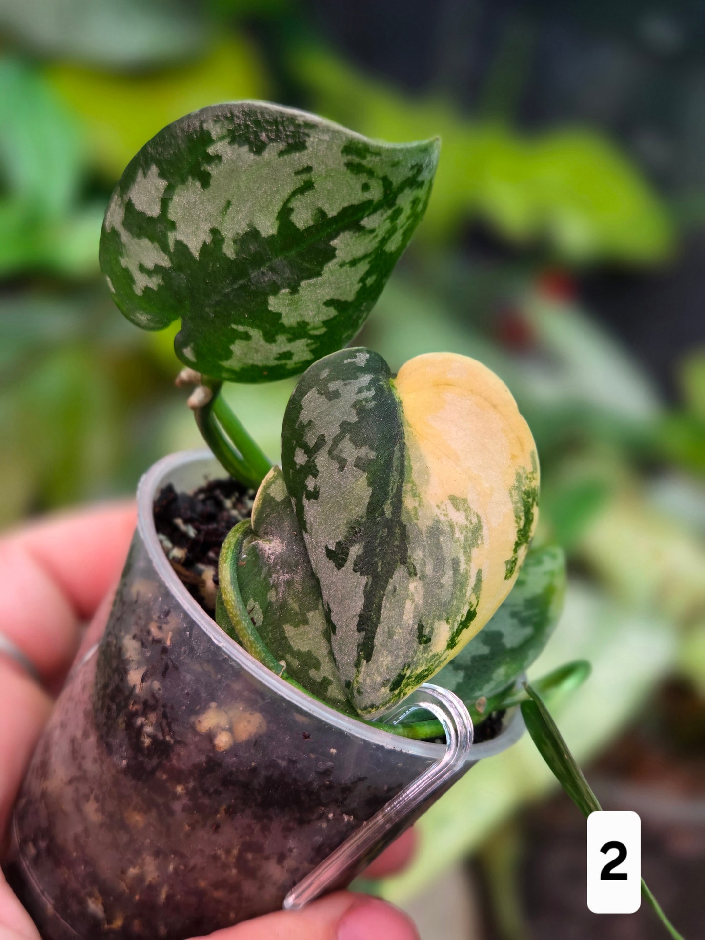 Scindapsus Apolaki