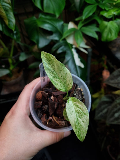 Monstera Laniata Mint