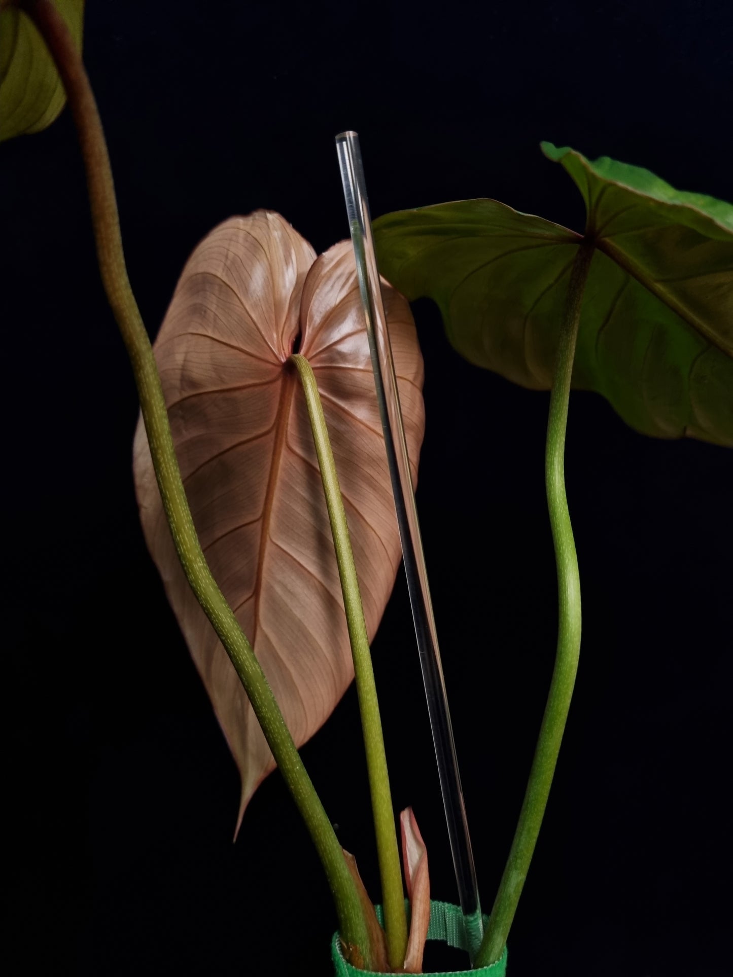 Philodendron Pink Glory