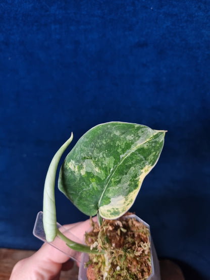 Scindapsus Mangurai Small