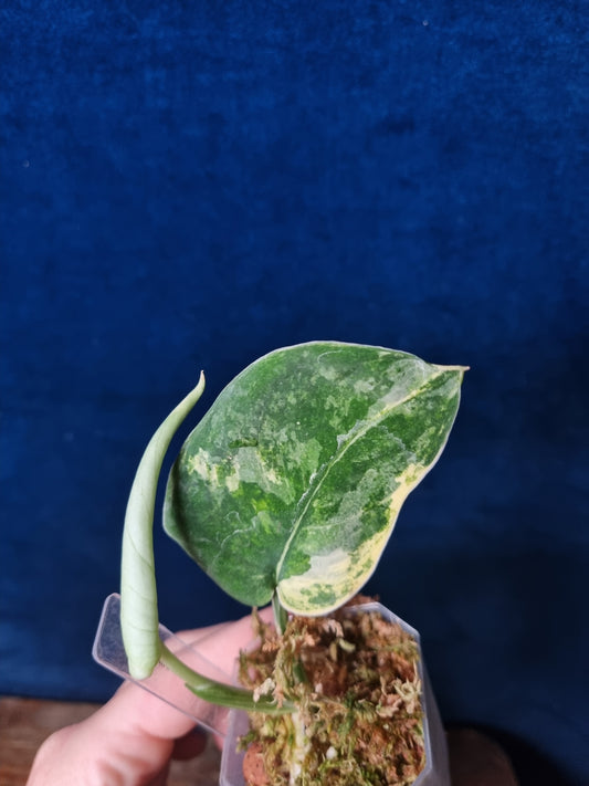 Scindapsus Mangurai Small