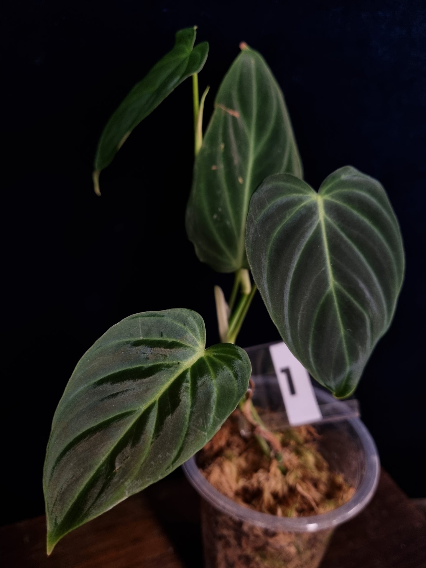 Philodendron Splendid