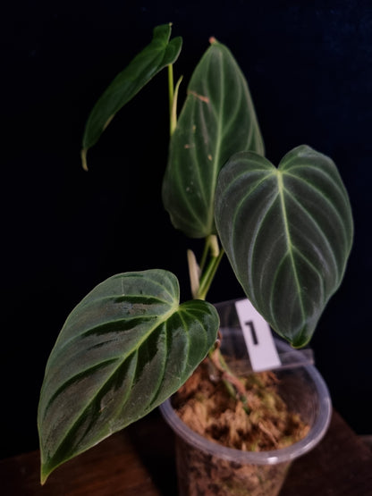 Philodendron Splendid