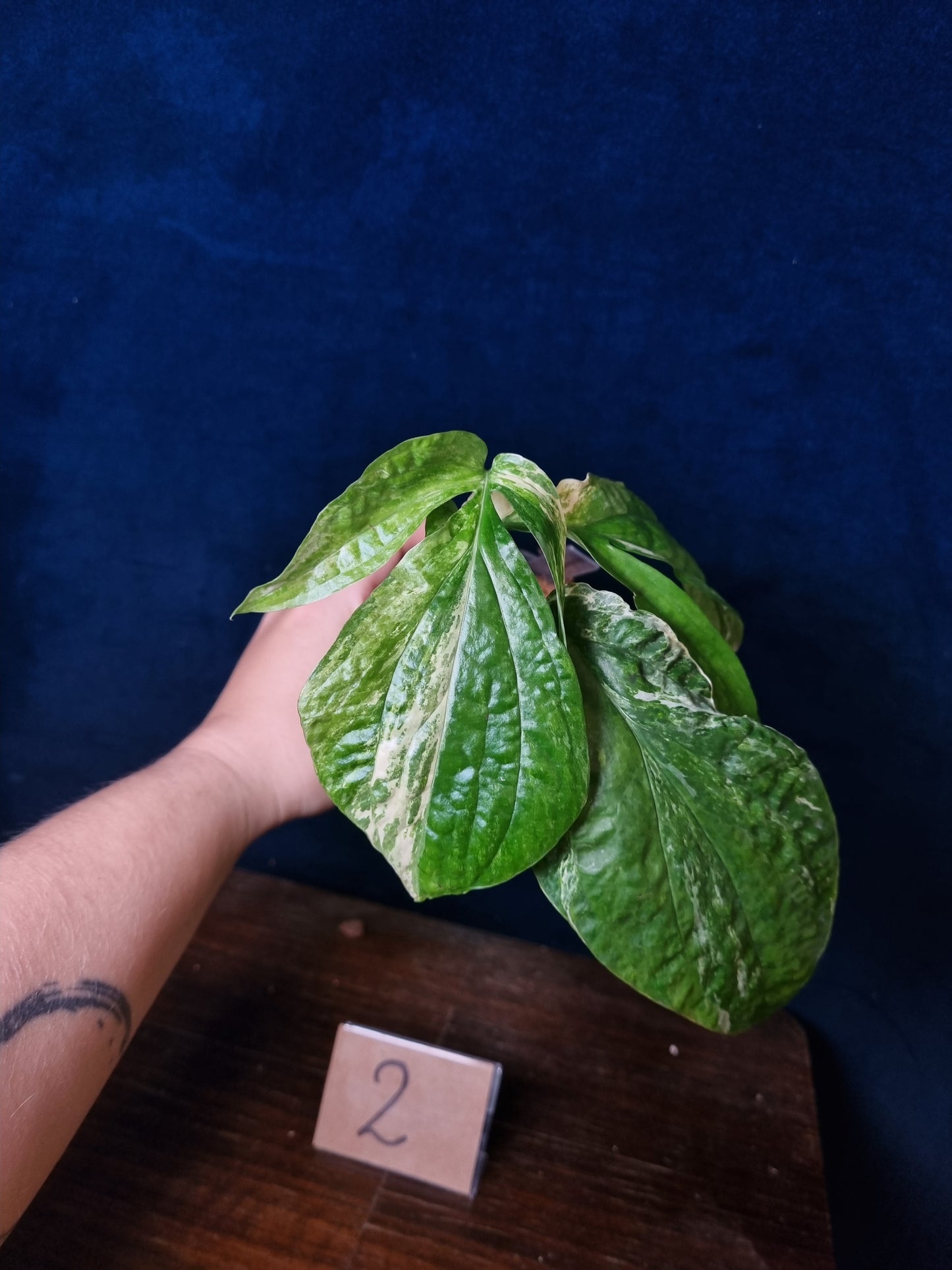 Amydrium Medium Variegata