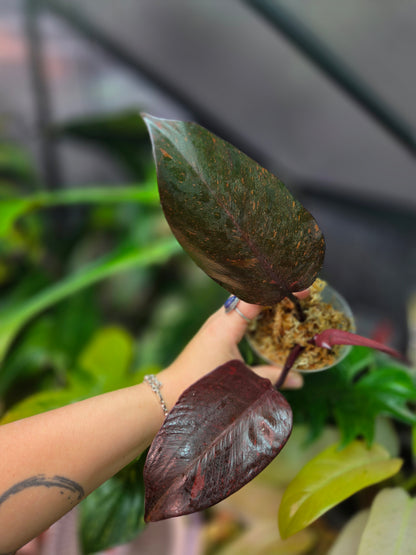 Philodendron Orange Princess