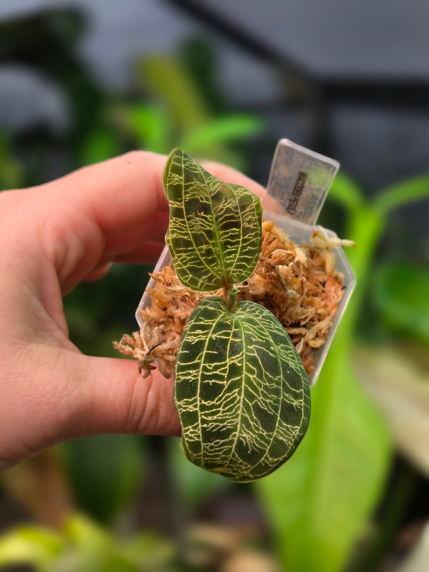 Macodes Petola (Jewel Orchid)