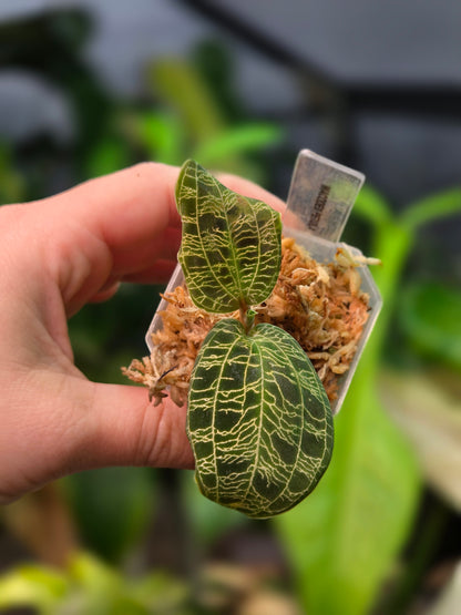 Macodes Petola (Jewel Orchid)