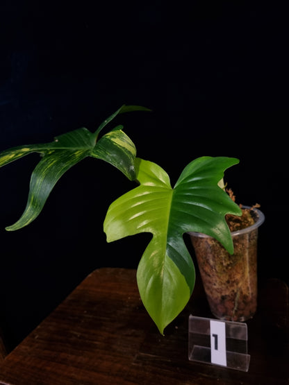 Philodendron Florida Beauty