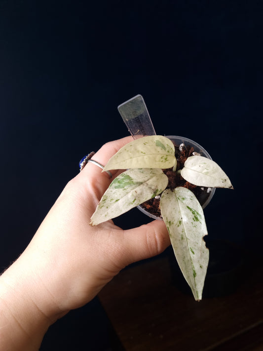 Epipremnum Pinnatum Cebu Blue Variegata