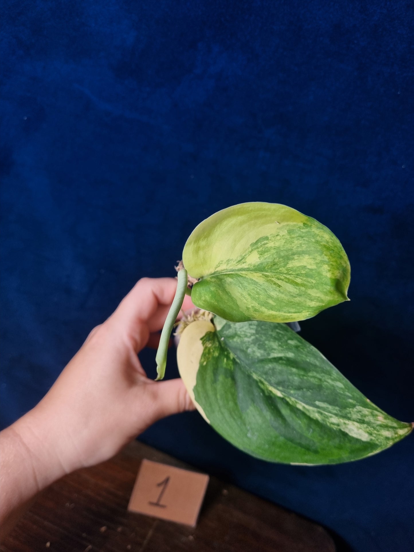 Scindapsus Jade Satin Aurea Medium