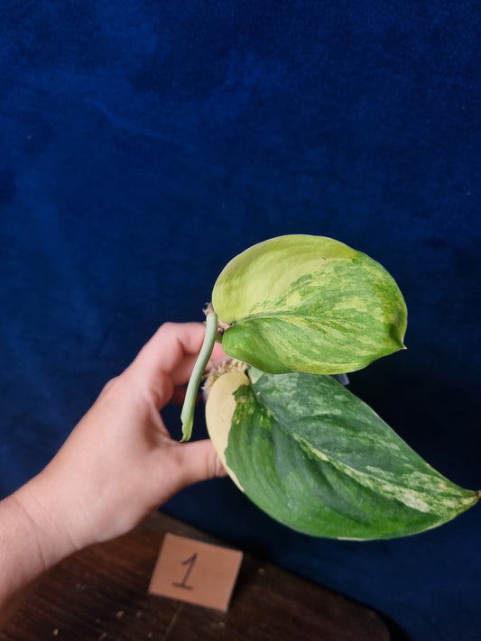 Scindapsus Jade Satin Aurea Medium