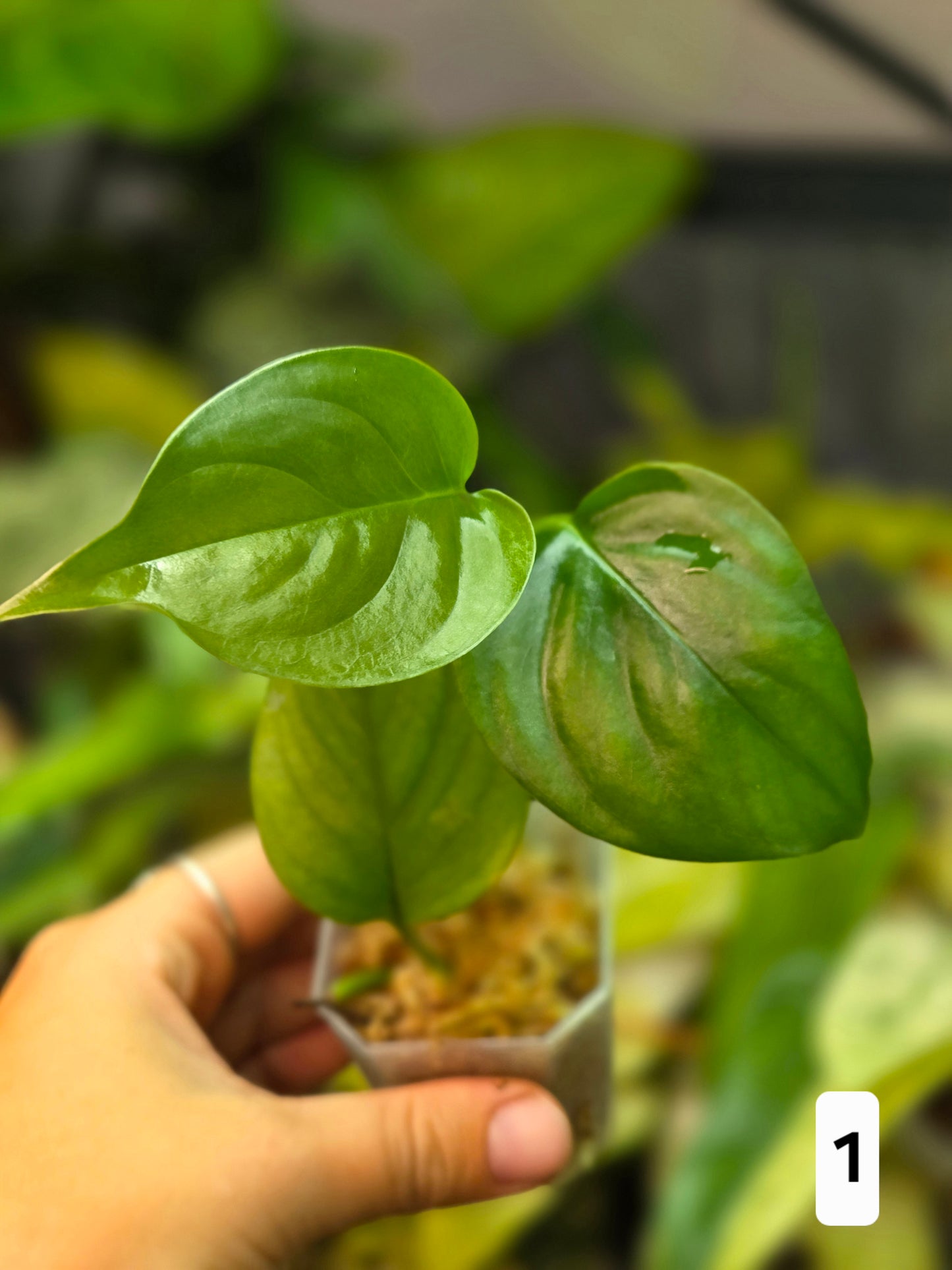 Monstera Aff. Obliqua Filamentous