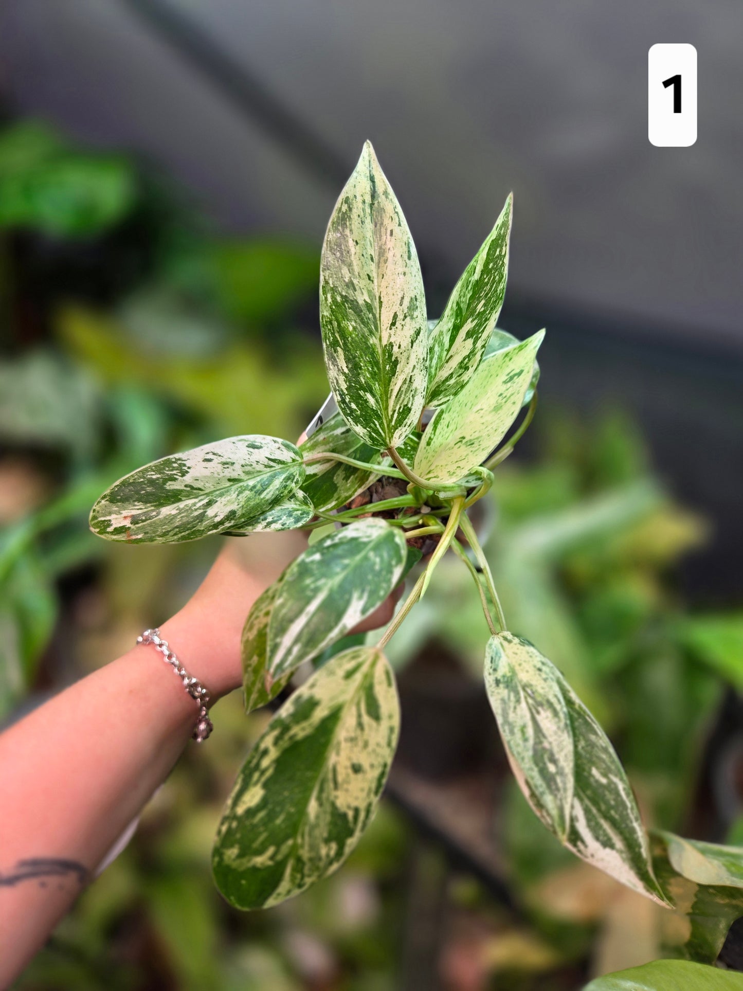 Philodendron Emerald Ice - Medium