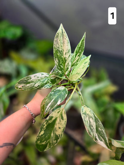 Philodendron Emerald Ice - Medium