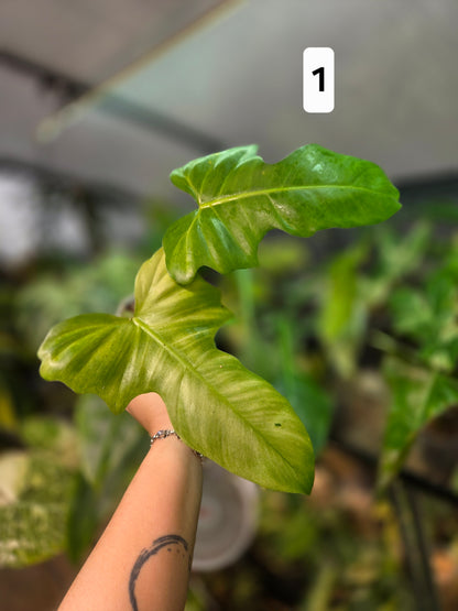 Philodendron Golden Dragon Mint