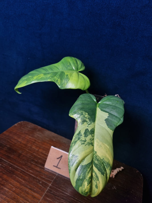 Philodendron Bipennifolium Variegata