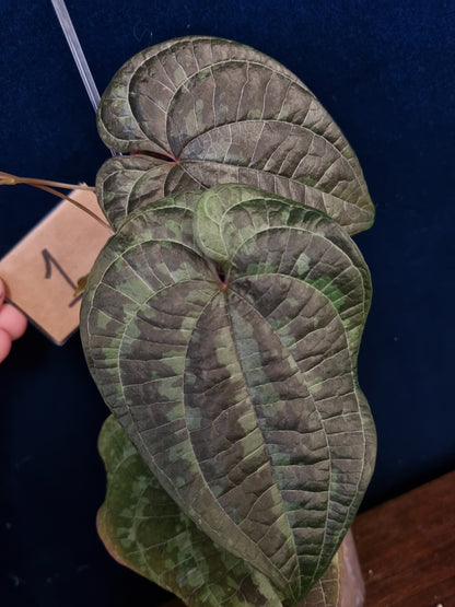 Dioscorea Discolor