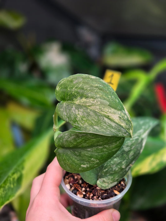 Scindapsus Halimoon Small