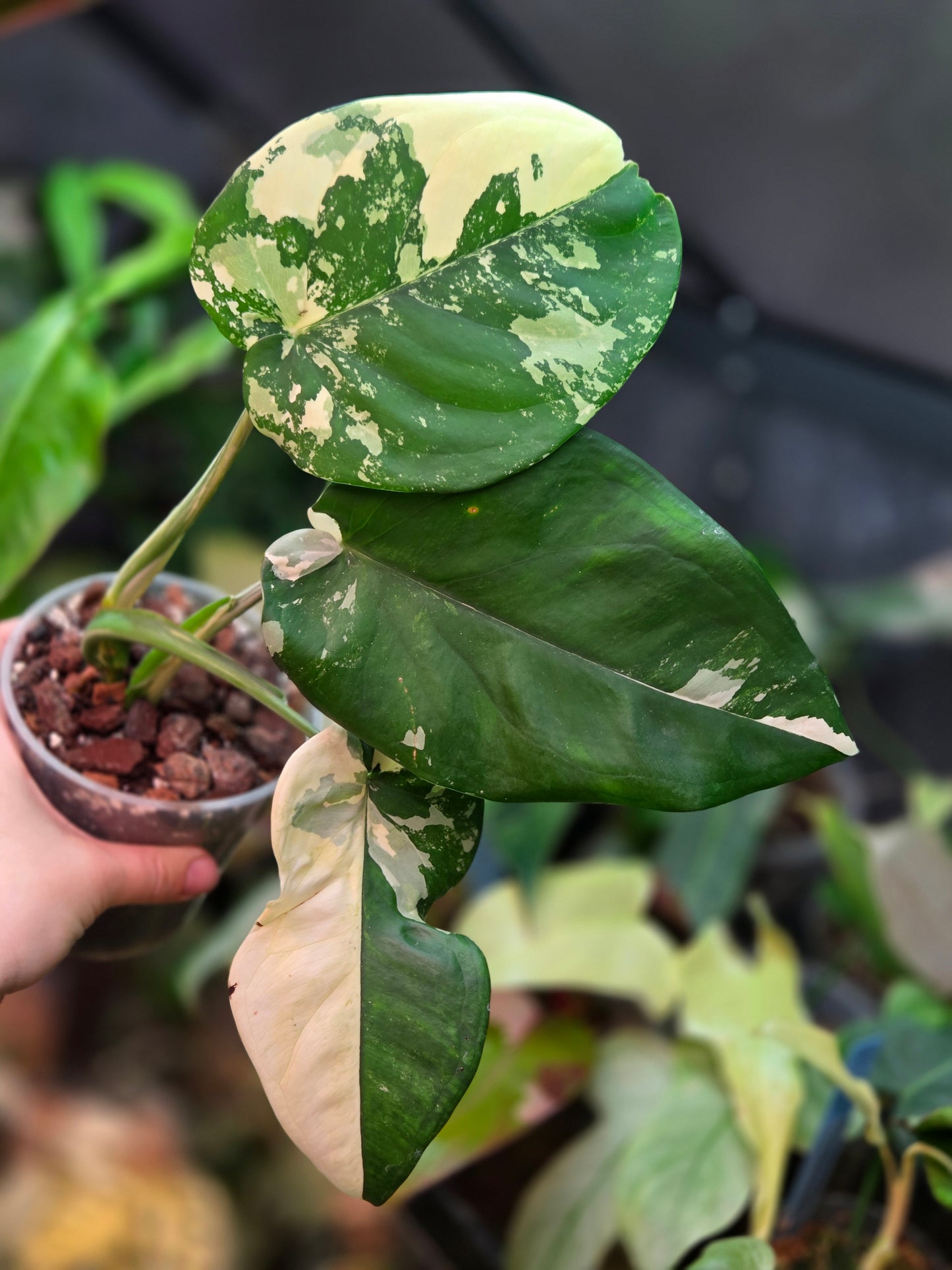 Syngonium Chiapense Variegata