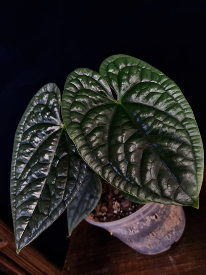 Anthurium Luxurians