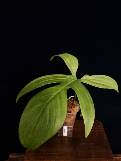 Philodendron Florida Ghost Big Leaf