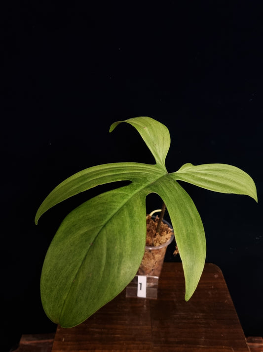 Philodendron Florida Ghost Big Leaf