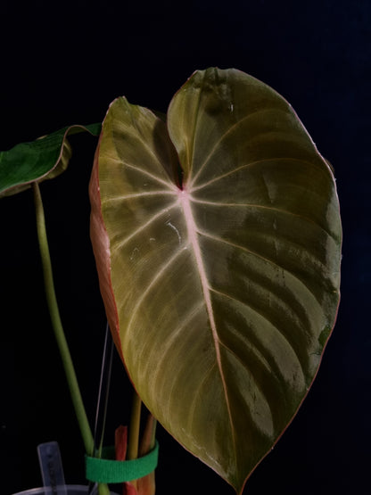 Philodendron Pink Glory